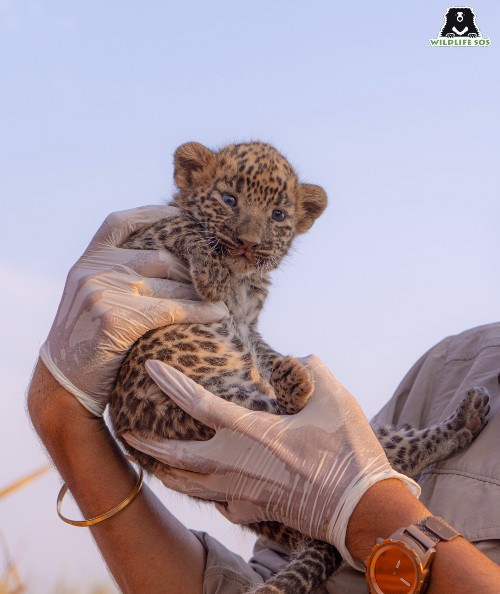 The Wildlife SOS caregivers are foster parents to various abandoned and orphaned animals.