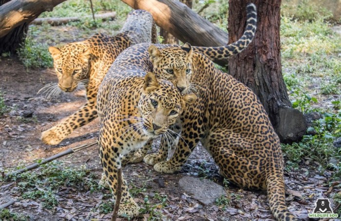 Asha was very protective of her cubs Usha and Nisha during their first few years!