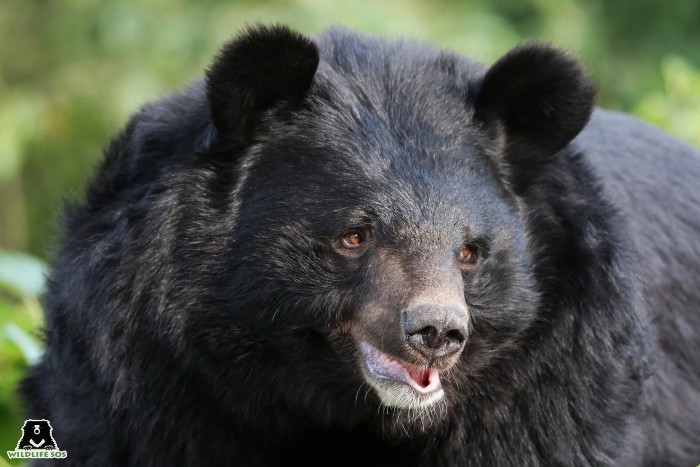 Asiatic Black Bear, also known as Moon Bear, is a victim of bile farming. 