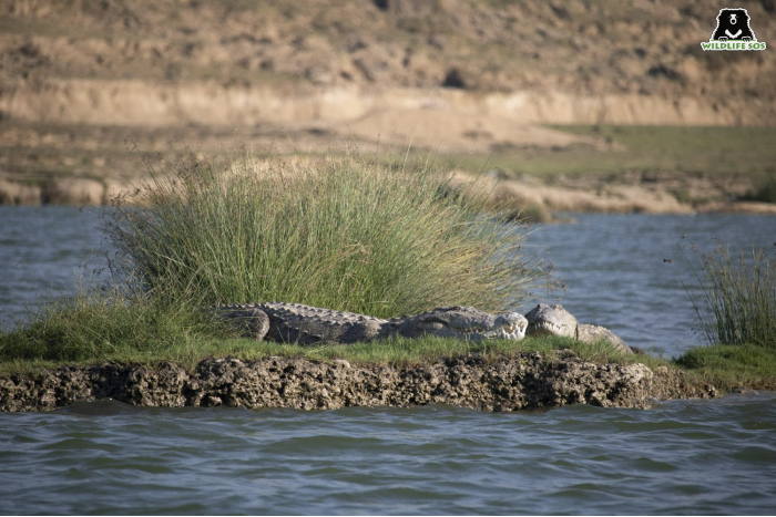 Mugger crocodile adults work together to raise the young. [Photo (c) Wildlife SOS/Avni Gupta]