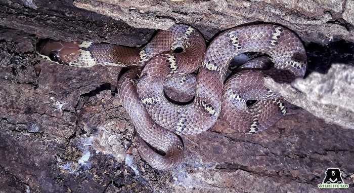 The Common Indian Wolf Snake is often mistaken for the venomous Krait. 