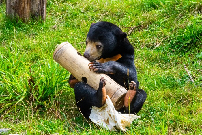 Sun Bears are the smallest of all bear species. 