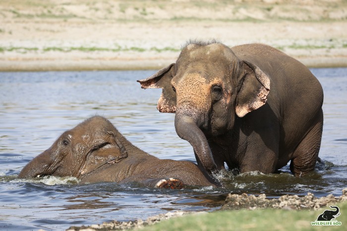 Elephants bathing in the Yamuna river is one way to beat the heat during summers.