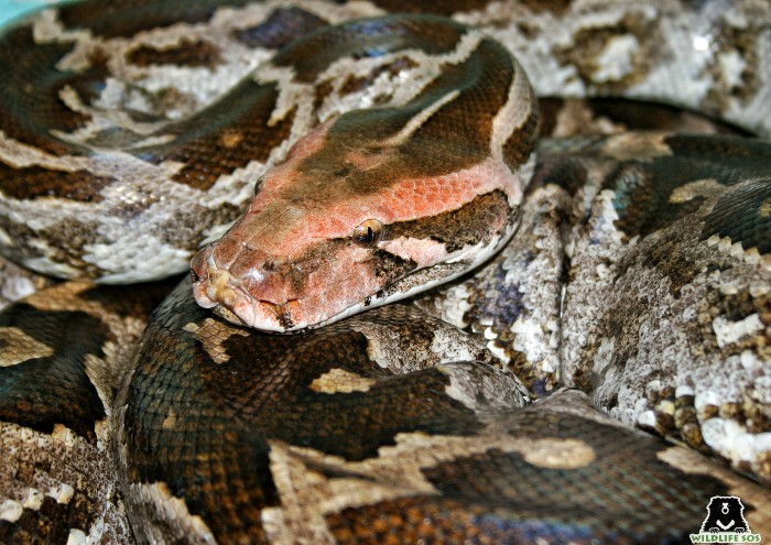 Among the frequently rescued snakes is the Indian Rock Python, which can often be found laying in one spot after a particularly heavy meal.