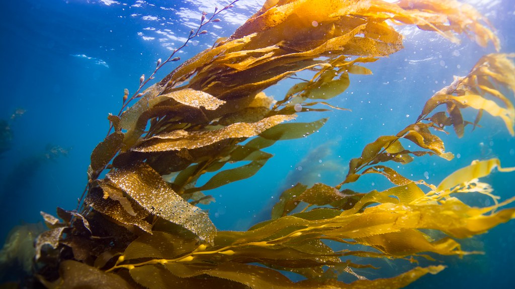 Kelps are macroalgae which help store carbon