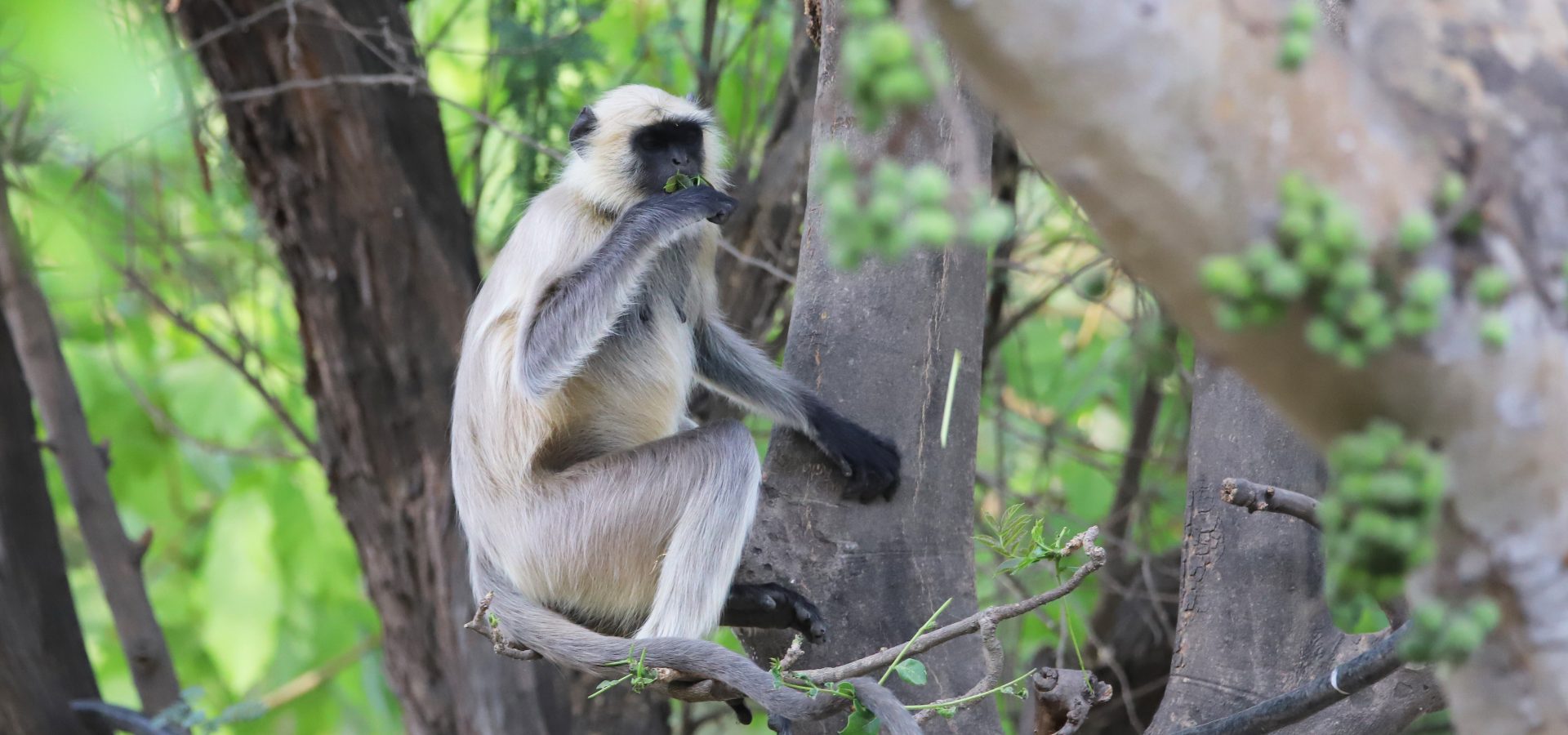 Monkey cruelty on the rise as social media continues providing a