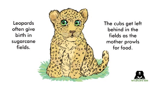 Leopard cubs cannot survive in the wild without their mother