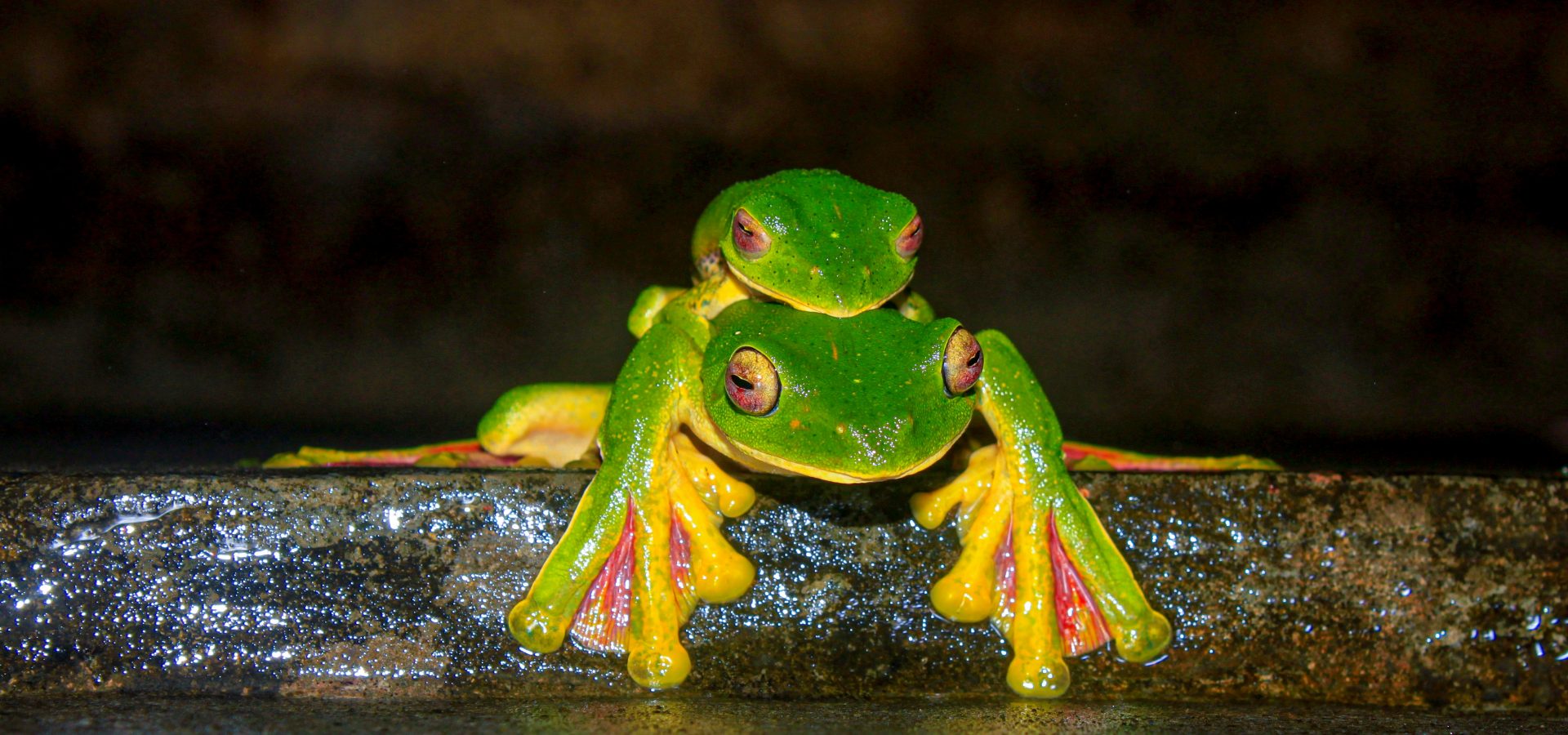 A Peek Into Amphibian Life! - Wildlife SOS