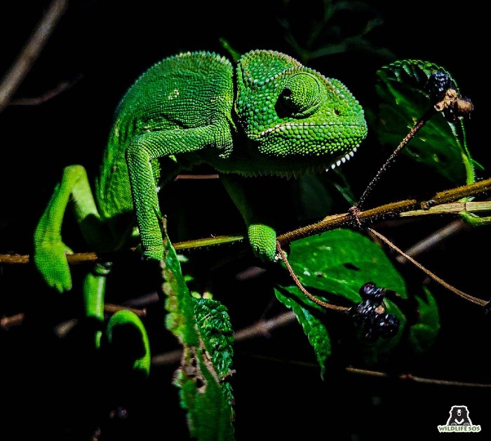 Indian chameleon in Western Ghats