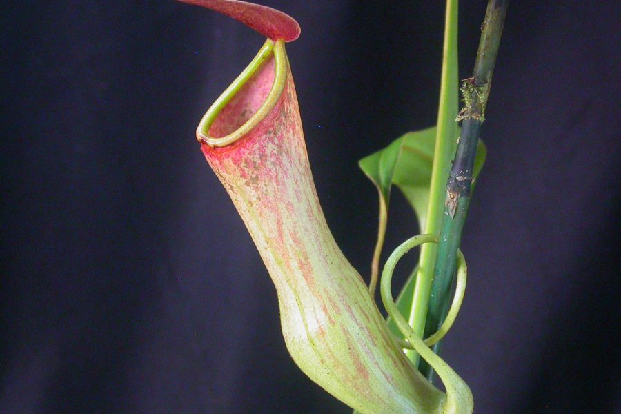 indian pitcher plant
