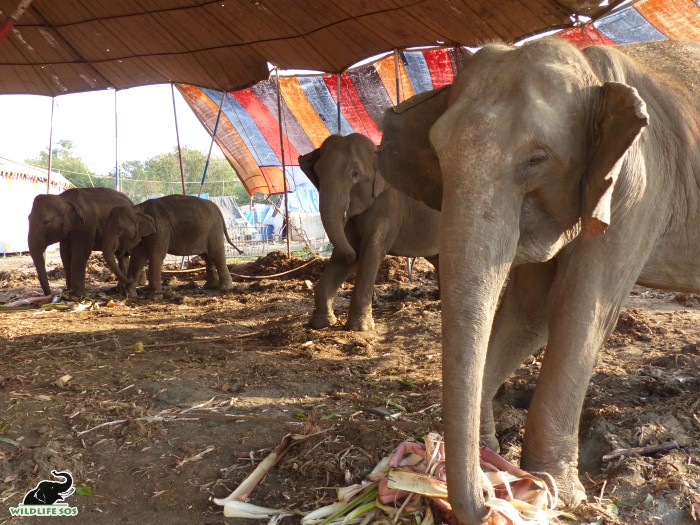 Elephant rescue from circus. Circus elephants are kept in horrible conditions.