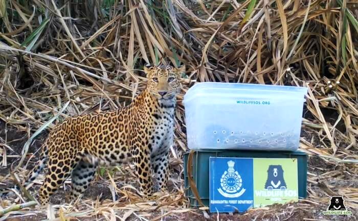 Leopard mothers courageously return to look for their lost cubs. 