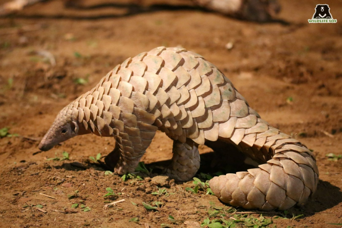 Pangolins are very dedicated mothers and carry their infants on their tails. 