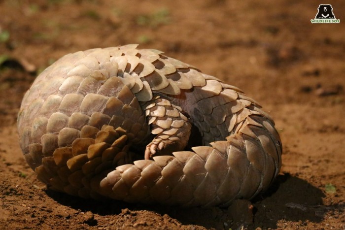 Pangolin moms roll up around their children at the threat of a danger to protect their children even if puts their own life in danger. 