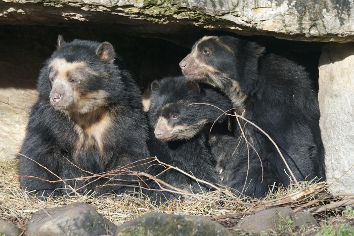 Spectacled Bears are endemic to South America.