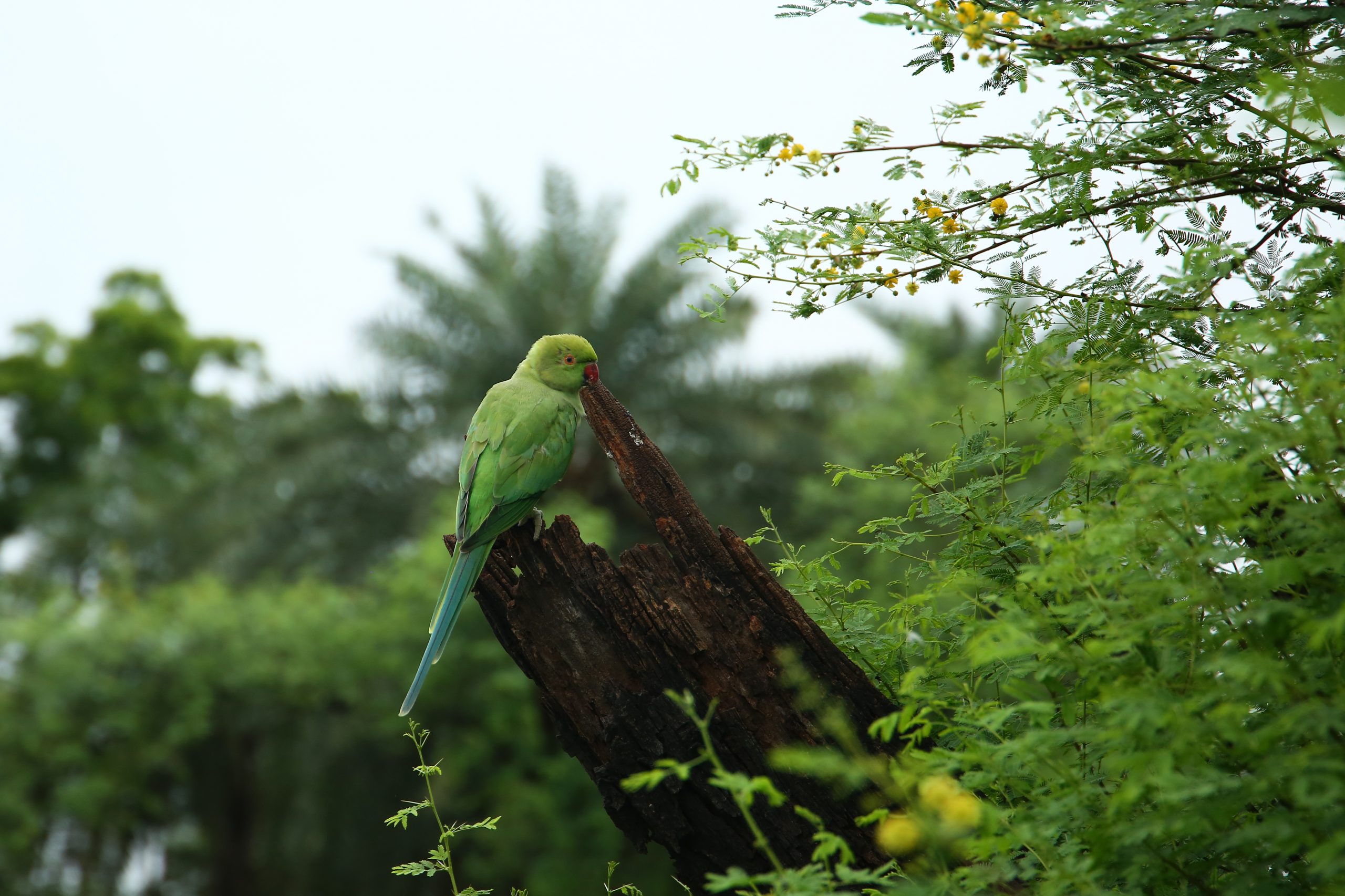 World Parrot Day All You Need To Know About Parakeets! Wildlife SOS