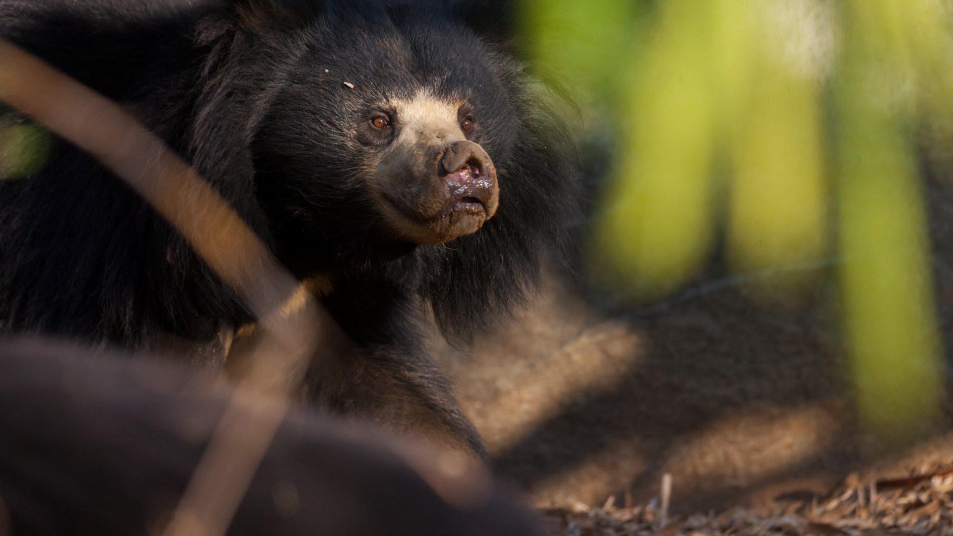 Bear in Mind: A History Of Bile, Dancing, And Conflict - Wildlife SOS