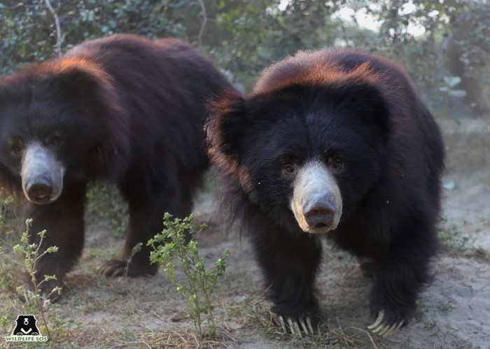 Kamli's loyal friend Suri is always by her side during their little treasure hunts.