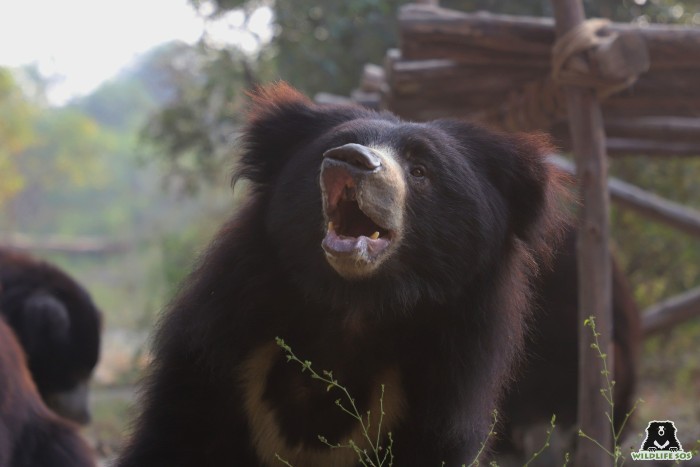 Like most sloth bears, this playful sloth bear loves to climb! Kamli is also extremely cooperative during veterinary treatments! 