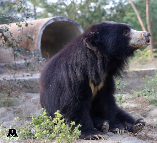 Rescued Sloth Bear Kamli is the Bear Of The Month for May 2022!