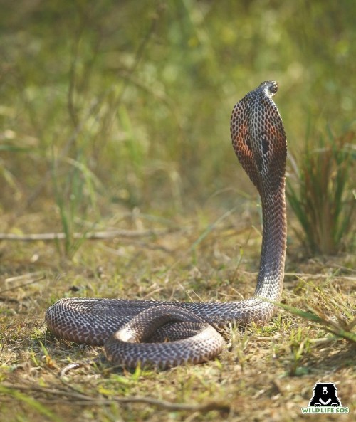 10 Headed Cobra