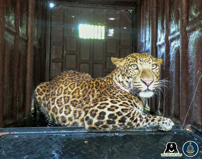 The Leopard was safely rescued and transferred to a transit facility 