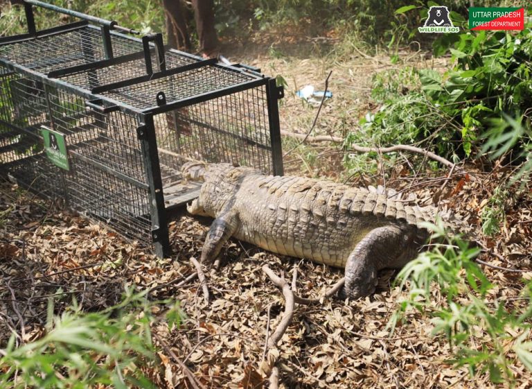 The mugger crocodile was transported into the trap cage and was later released in the Yamuna river on Bateshwar Ghat. 