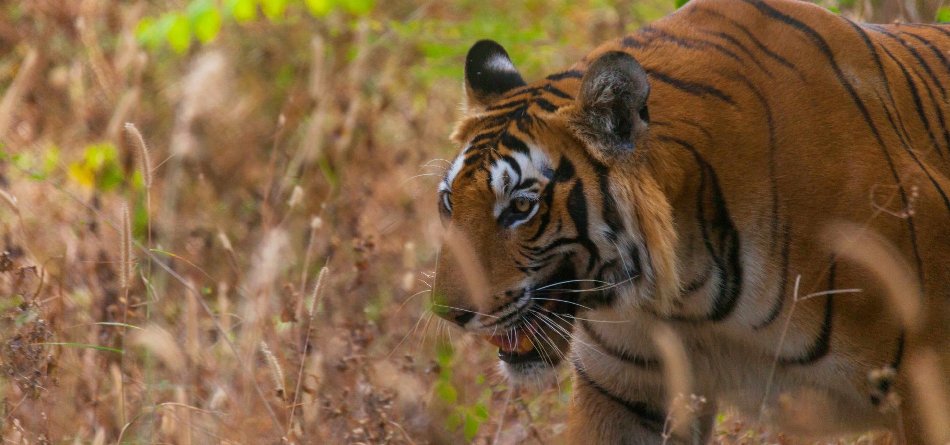 Six Notorious Tiger Poachers Have Been Caught in the Act — Species Unite