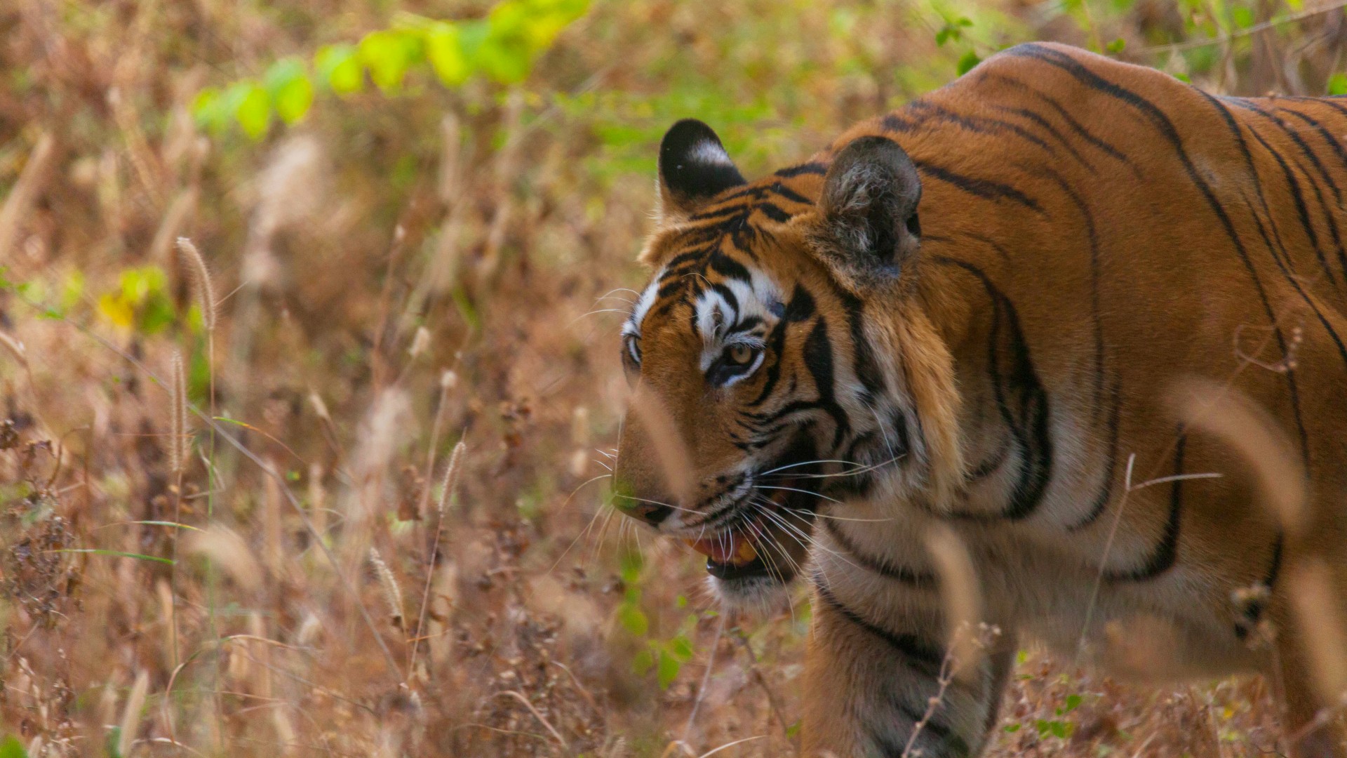 Rescue Ready for the Wild And Injured - Wildlife SOS