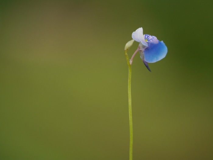 carnivorous bladderwort in Gujarat's Girnar forest