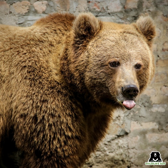 The Himalayan Brown bear faces the threat of human-wildlife conflict.
