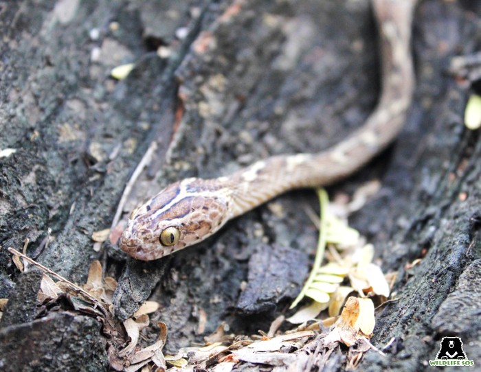 The Cat Snake is mildly venomous, though its venom is not dangerous to humans.