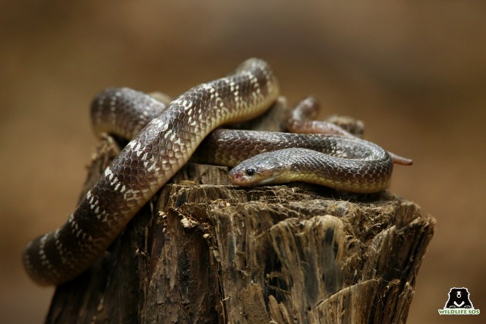 The Common Krait is a venomous snake from the "Big Four" of India. 