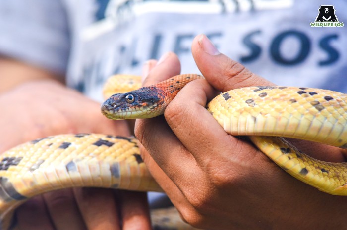 Black-headed Royal Snakes are quite active and hiss when they feel threatened. 