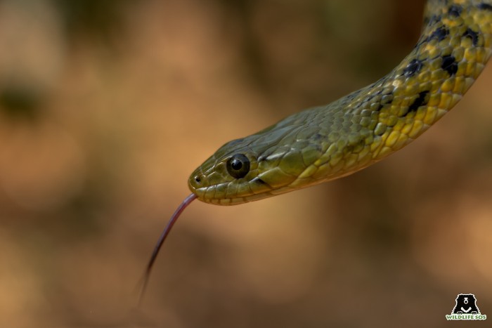 The Checkered Keelback is oviparous.