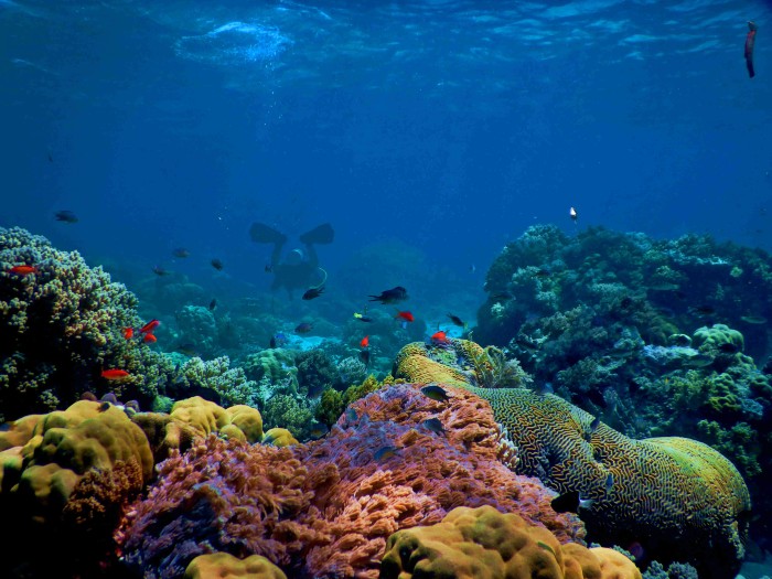 Coral bleaching can cause ecological hotspots to become dull and lifeless. 