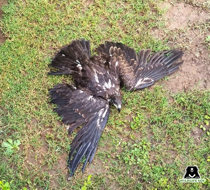 A Black Kite was found lying motionless on the ground due to heat exhaustion