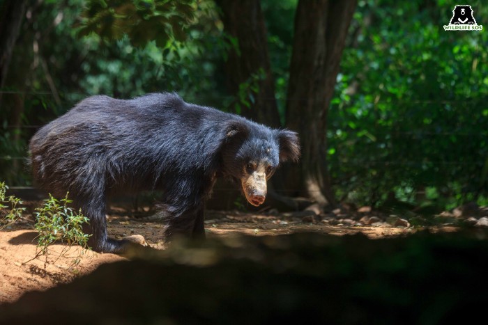 Sloth bears in India were poached for the Dancing Bear tradition. 