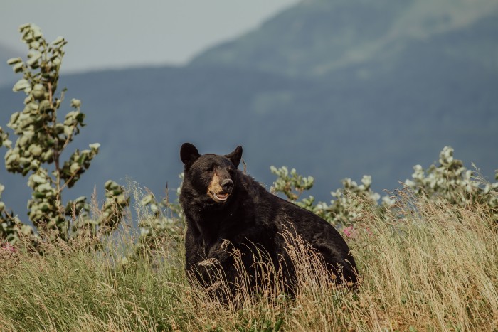 These giants are found in abundance in North America. 