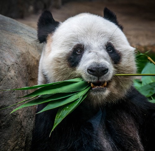 Panadas face threats due to habitat fragmentation. 