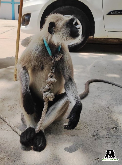 Grey langur rescue