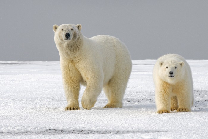 Polar Bear habitats are melting at alarming rates. 