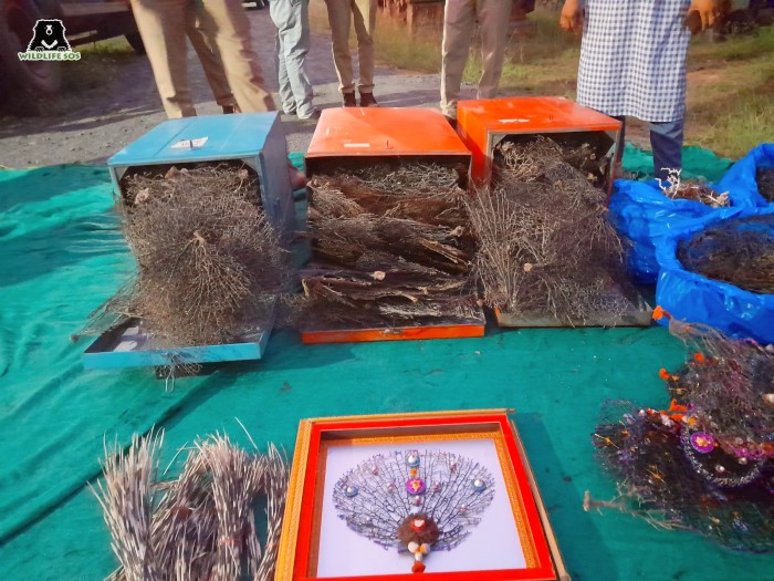 Illegal wildlife products seized in Gujarat