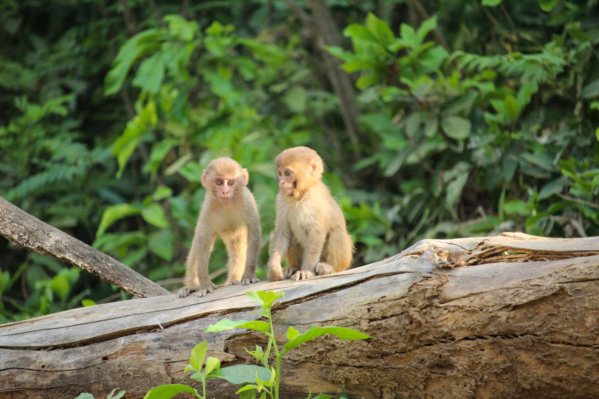 The Society of Rhesus Monkeys - Wildlife SOS