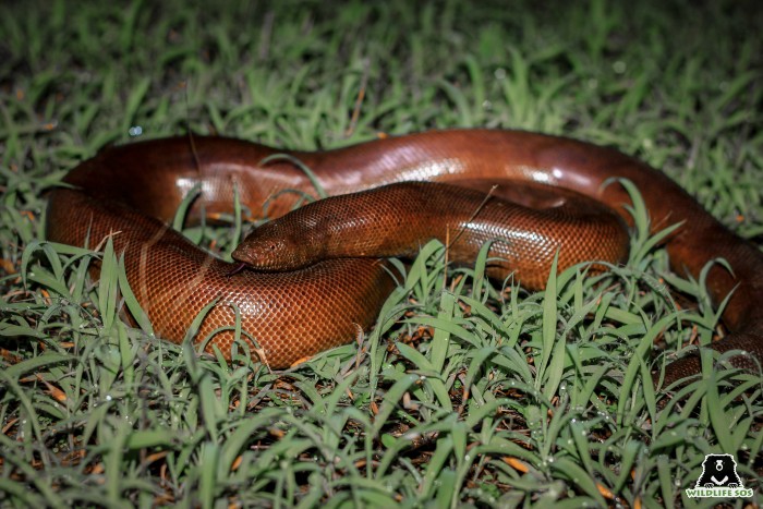 Wildlife SOS Seizes Sand Boa In Wildlife Raid Near Gujarat