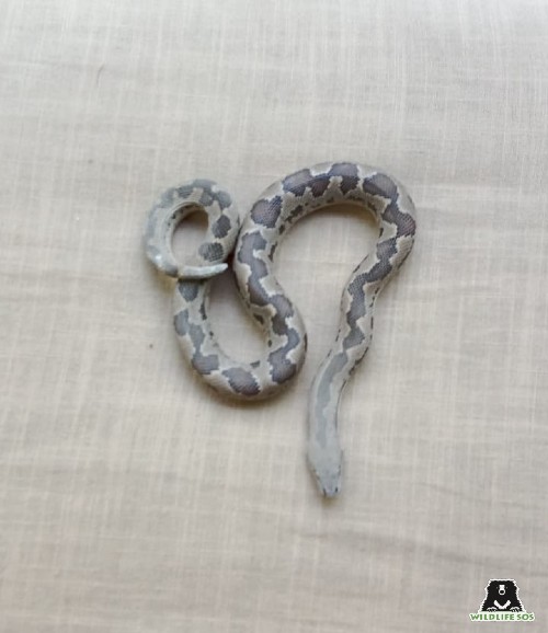 Juvenile Sand Boa