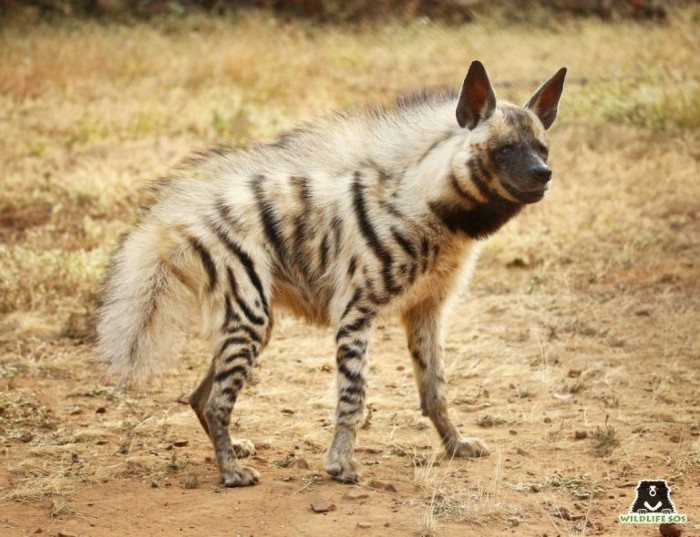 Striped hyenas are very dedicated to their young ones. 