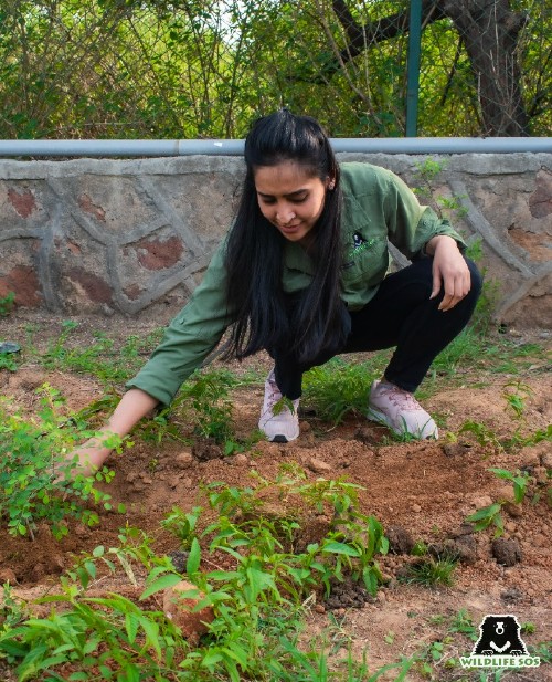 The team at Delhi collaborated with BNHS to conduct a plantation drive of native saplings at Asola Bhatti sanctuary. 