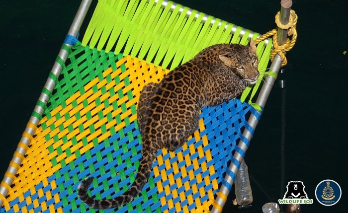 A trap cage was lowered down for the leopard to clamber onto for safety. 