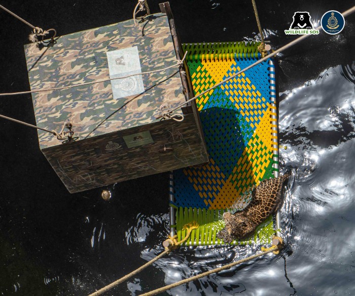 A charpai was lowered down the well so the leopard could climb onto it. 